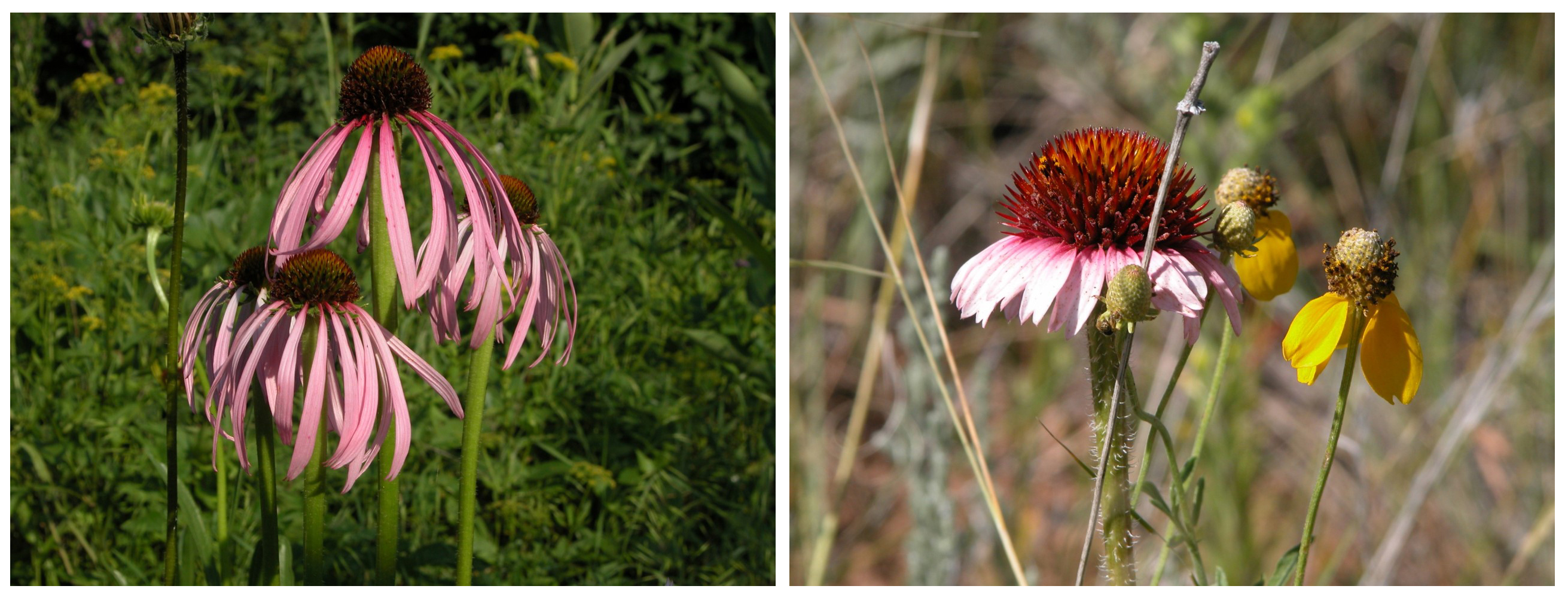 Echinacea pallida, with longer petals, and Echinacea angustifolia, with short petals are the two species that have been harvested significantly from wild populations.