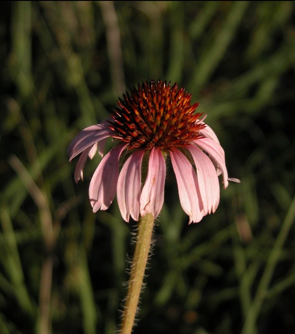 Echinacea angustifolia (narrow-leaf purple coneflower)