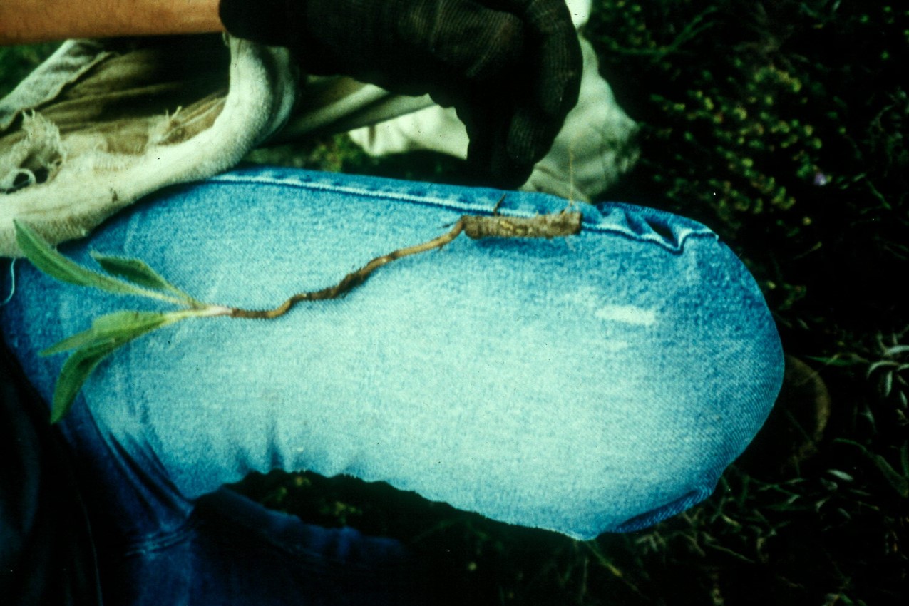 Resprouted Echinacea angustifolia root from the Smoky Hills