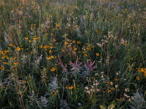 flowering tallgrass prairie area