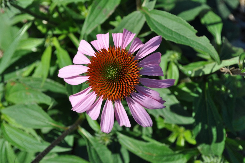 echinacea coneflower