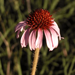 Echinacea angustifolia