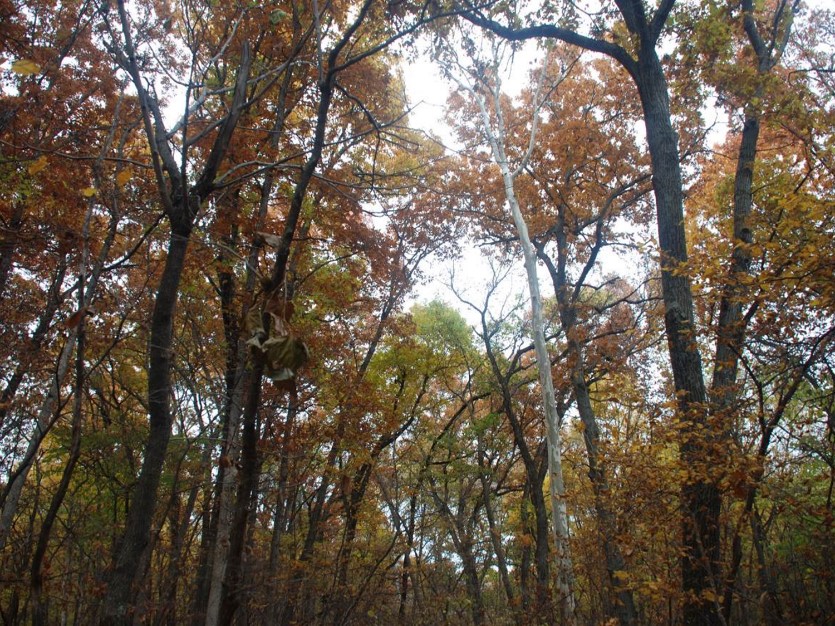 Oak-Hickory Forest in Douglas County, 2015