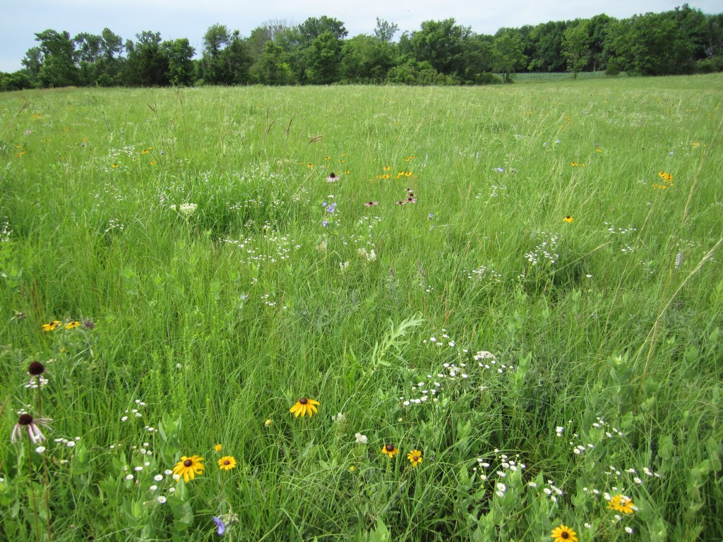 Native Prairie in Douglas County, 2015