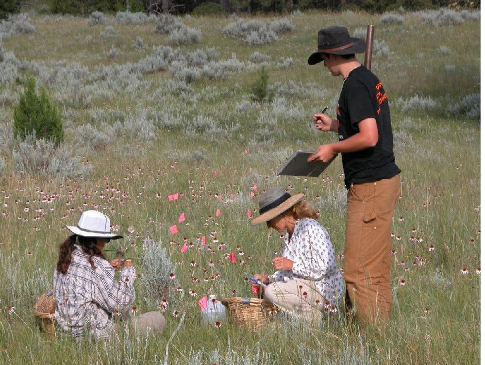 Here is our research crew collecting data on Echinacea angustifolia root resprouting at a field site near Miles City, Montana.