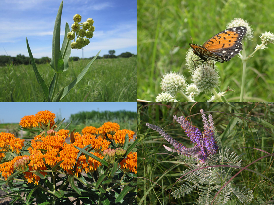 Clockwise from top left: Mead’s milkweed (Asclepias meadii), rattlesnake master (Eryngium yuccifolium), leadplant (Amorpha canescens), and butterfly milkweed (Asclepias tuberosa)