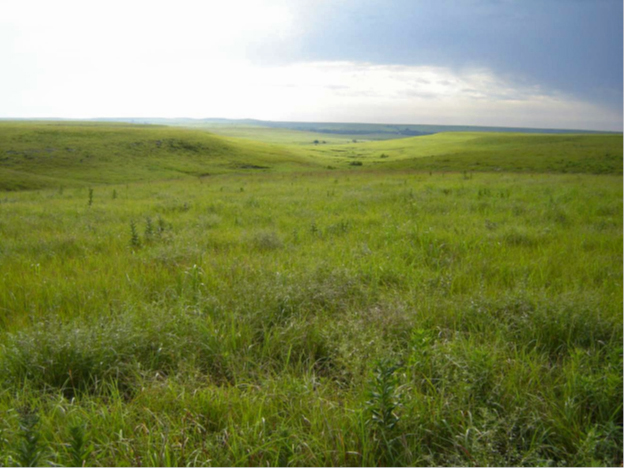 Rolling tallgrass prairie landscape under a cloudy sky